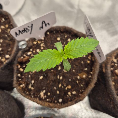 Moby Dick 1 growlog timeline photo