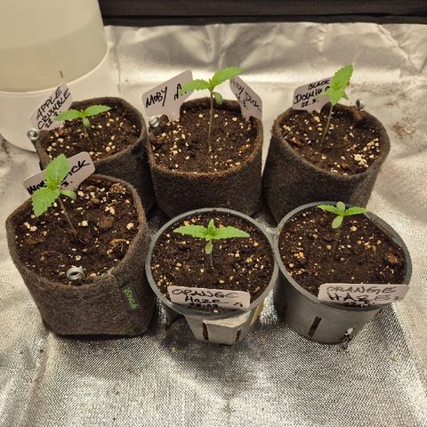 Black Domina 💃 growlog timeline photo