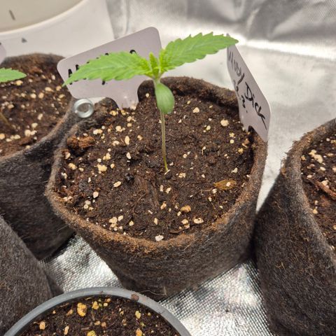 Moby Dick 1 growlog timeline photo