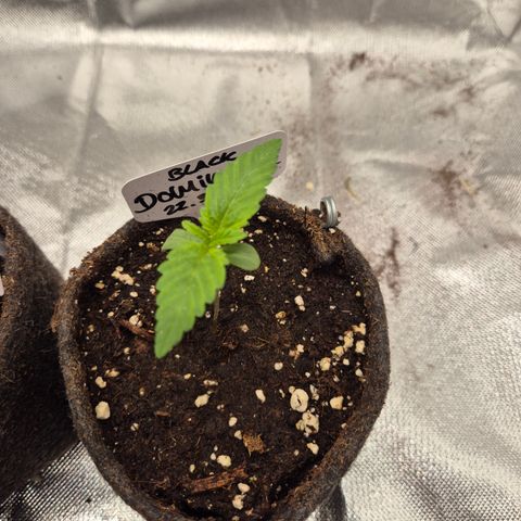 Black Domina 💃 growlog timeline photo
