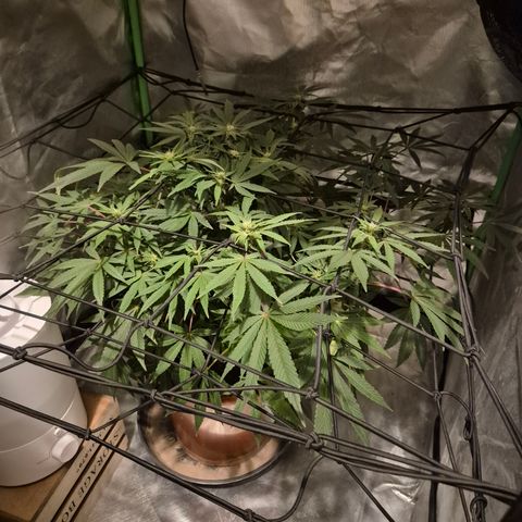 Mimosa evo Photo ♥️ Barney's Farm  growlog timeline photo
