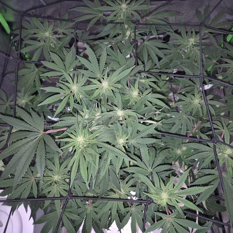 Mimosa evo Photo ♥️ Barney's Farm  growlog timeline photo