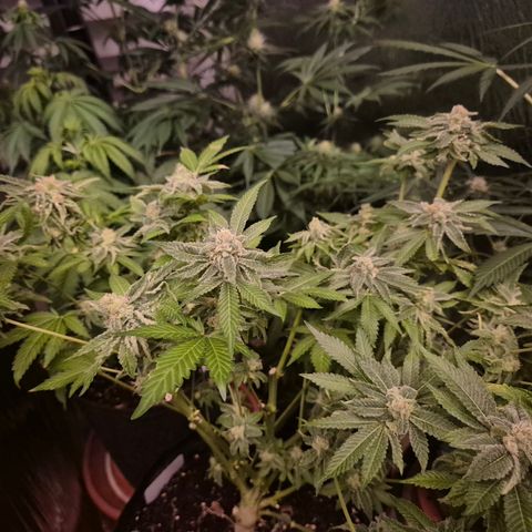 Kushi 😶‍🌫️(rest n. Teilernte/ critical kush, 9.1.24 🎁, Kümmerling) growlog timeline photo