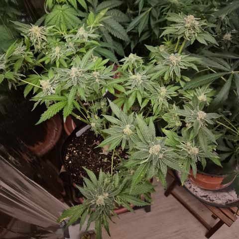 Kushi 😶‍🌫️(rest n. Teilernte/ critical kush, 9.1.24 🎁, Kümmerling) growlog timeline photo