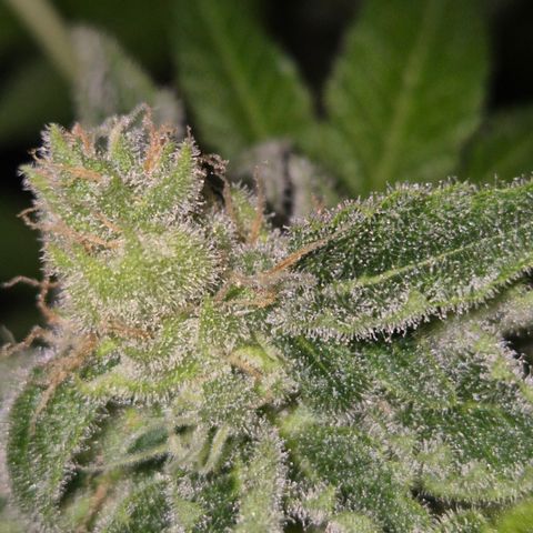 Kushi 😶‍🌫️(rest n. Teilernte/ critical kush, 9.1.24 🎁, Kümmerling) growlog timeline photo