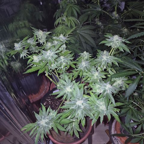 Kushi 😶‍🌫️(rest n. Teilernte/ critical kush, 9.1.24 🎁, Kümmerling) growlog timeline photo