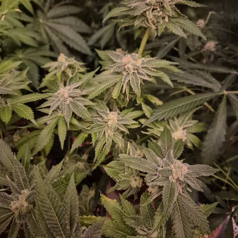 Kushi 😶‍🌫️(rest n. Teilernte/ critical kush, 9.1.24 🎁, Kümmerling) growlog timeline photo