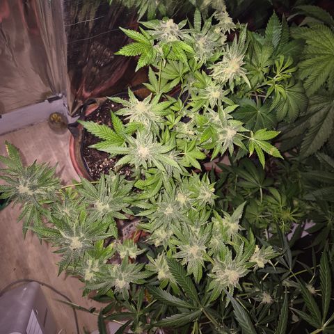 Kushi 😶‍🌫️(rest n. Teilernte/ critical kush, 9.1.24 🎁, Kümmerling) growlog timeline photo