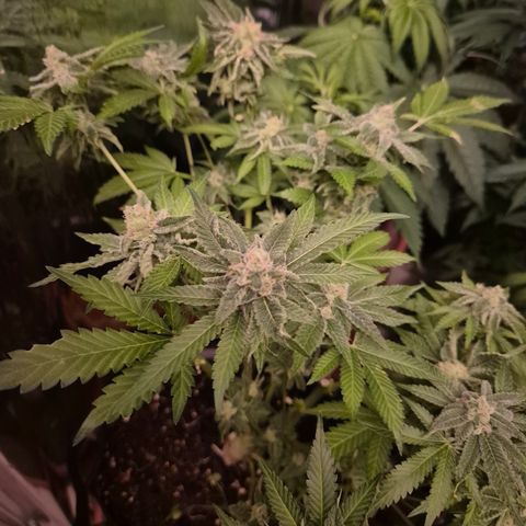 Kushi 😶‍🌫️(rest n. Teilernte/ critical kush, 9.1.24 🎁, Kümmerling) growlog timeline photo
