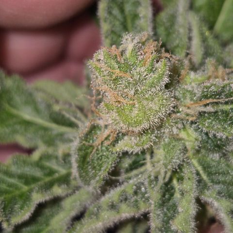 Kushi 😶‍🌫️(rest n. Teilernte/ critical kush, 9.1.24 🎁, Kümmerling) growlog timeline photo
