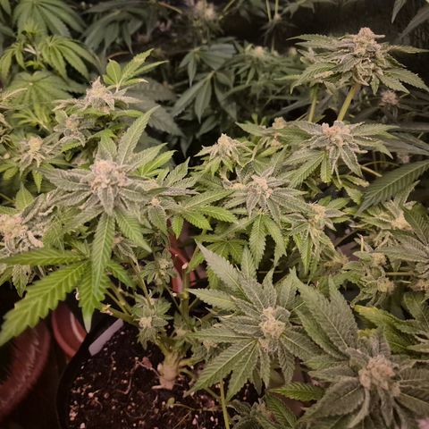 Kushi 😶‍🌫️(rest n. Teilernte/ critical kush, 9.1.24 🎁, Kümmerling) growlog timeline photo