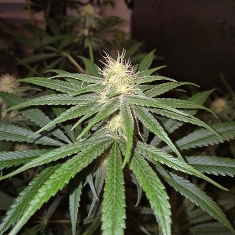 🍍Anna  #1 amnesia lemon  growlog timeline photo