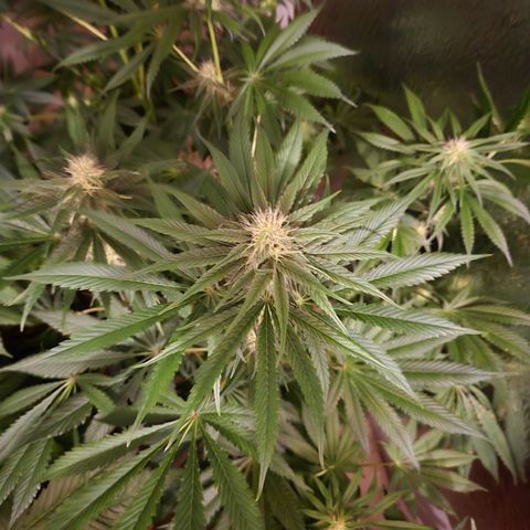 🍍Anna  #1 amnesia lemon  growlog timeline photo