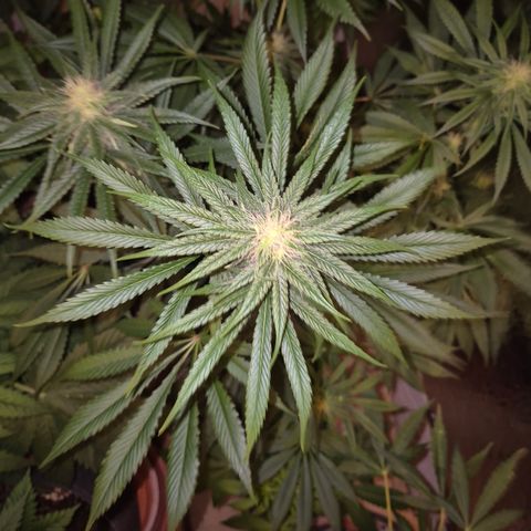 🍍Anna  #1 amnesia lemon  growlog timeline photo