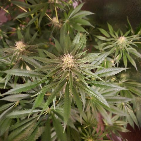 🍍Anna  #1 amnesia lemon  growlog timeline photo