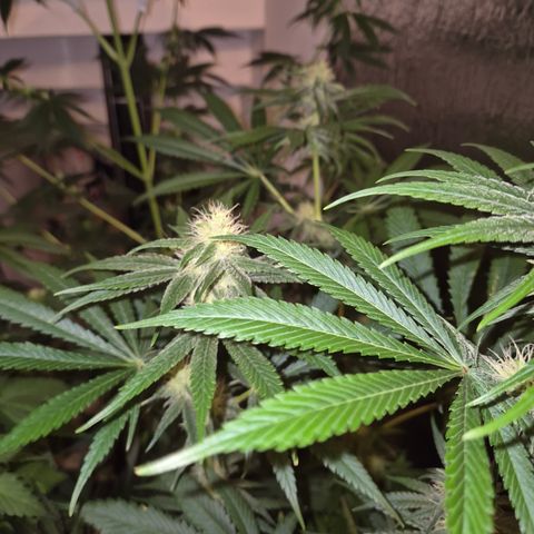 🍍Anna  #1 amnesia lemon  growlog timeline photo