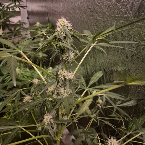 🌈 Zkittles auto🌈 growlog timeline photo