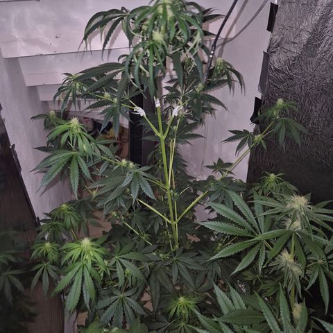 🌅Sherbi photo, blue sunset sherbert, Barneys farm  growlog timeline photo