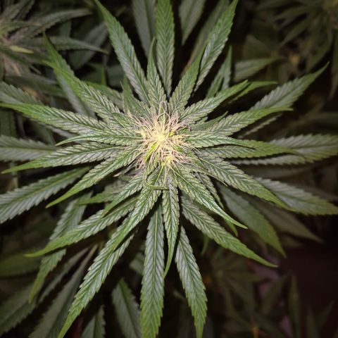 🍍Anna  #1 amnesia lemon  growlog timeline photo