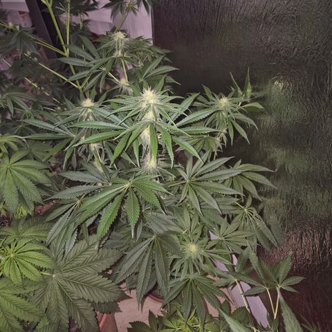 🍍Anna  #1 amnesia lemon  growlog timeline photo