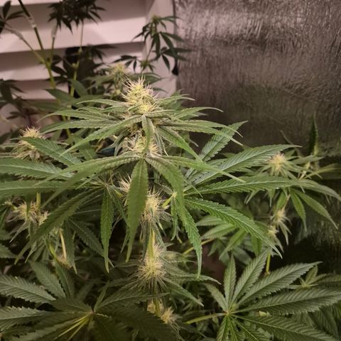 🍍Anna  #1 amnesia lemon  growlog timeline photo