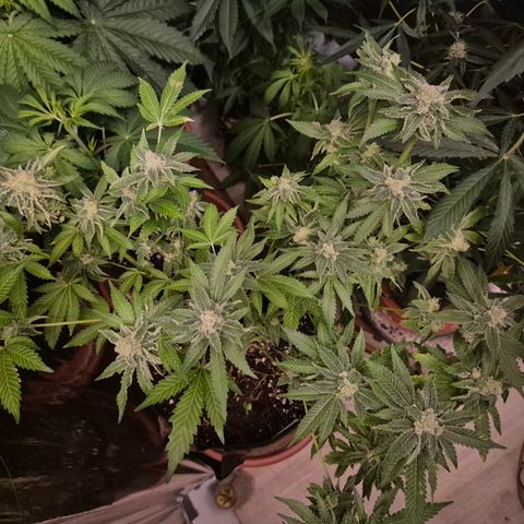 Kushi 😶‍🌫️(rest n. Teilernte/ critical kush, 9.1.24 🎁, Kümmerling) growlog timeline photo