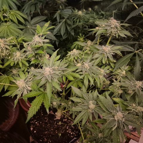 Kushi 😶‍🌫️(rest n. Teilernte/ critical kush, 9.1.24 🎁, Kümmerling) growlog timeline photo