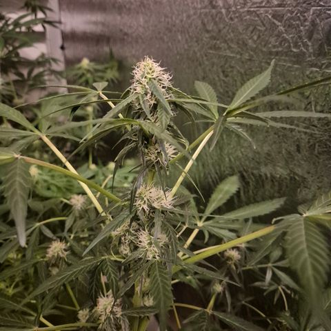 🌈 Zkittles auto🌈 growlog timeline photo