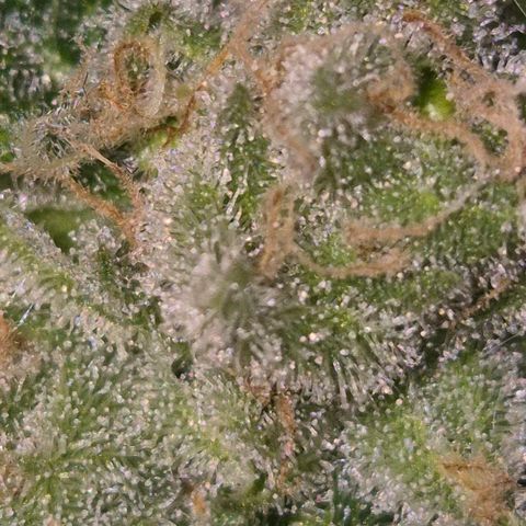 Kushi 😶‍🌫️(rest n. Teilernte/ critical kush, 9.1.24 🎁, Kümmerling) growlog timeline photo