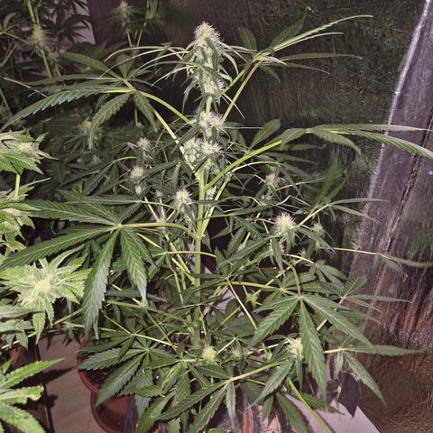 🌈 Zkittles auto🌈 growlog timeline photo