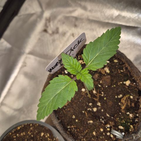 Moby 🍆  growlog timeline photo