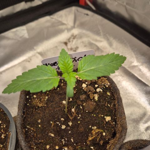 Moby 🍆  growlog timeline photo