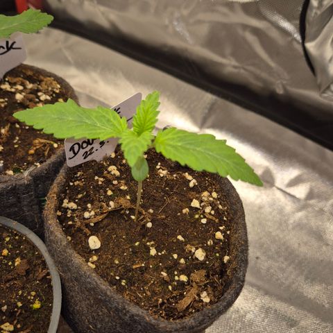 Black Domina 💃 growlog timeline photo