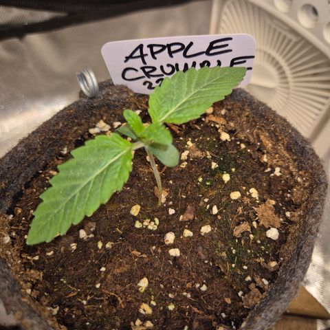 Apple crumble Ben growlog timeline photo