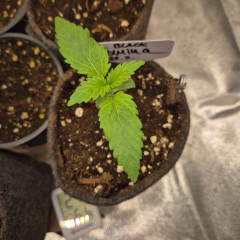 Black Domina 💃 growlog timeline photo