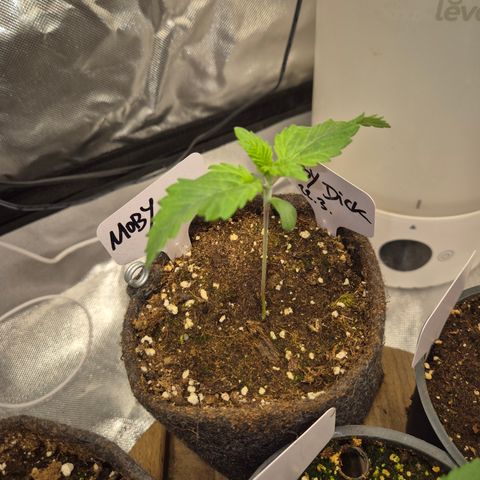 Moby Dick 1 growlog timeline photo