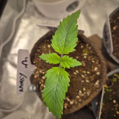 Moby Dick 1 growlog timeline photo