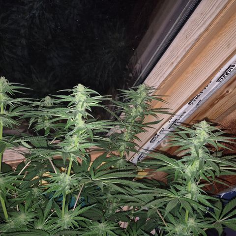DieAnnas  #2 amnesia lemon/ungedämmter Dachboden growlog photo: Mondlicht inclusive, keine Lampe, wenig Sonne....