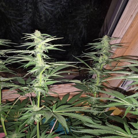 DieAnnas  #2 amnesia lemon/ungedämmter Dachboden growlog photo: Mondlicht inclusive, keine Lampe, wenig Sonne....