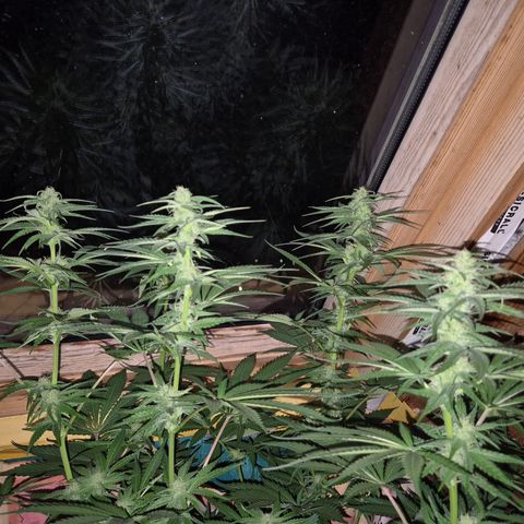 DieAnnas  #2 amnesia lemon/ungedämmter Dachboden growlog photo: Mondlicht inclusive, keine Lampe, wenig Sonne....