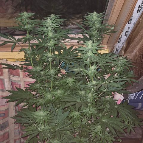 DieAnnas  #2 amnesia lemon/ungedämmter Dachboden growlog photo: Mondlicht inclusive, keine Lampe, wenig Sonne....