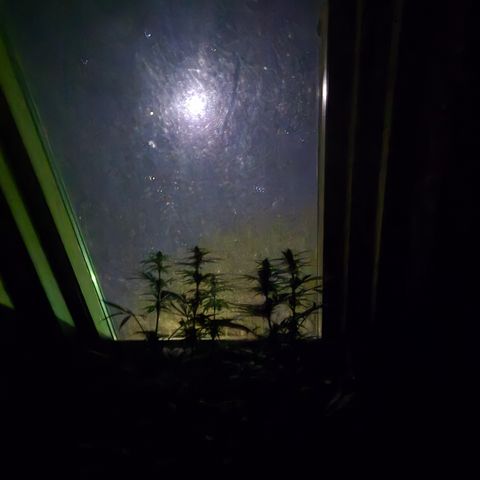 DieAnnas  #2 amnesia lemon/ungedämmter Dachboden growlog photo: Mondlicht inclusive, keine Lampe, wenig Sonne....
