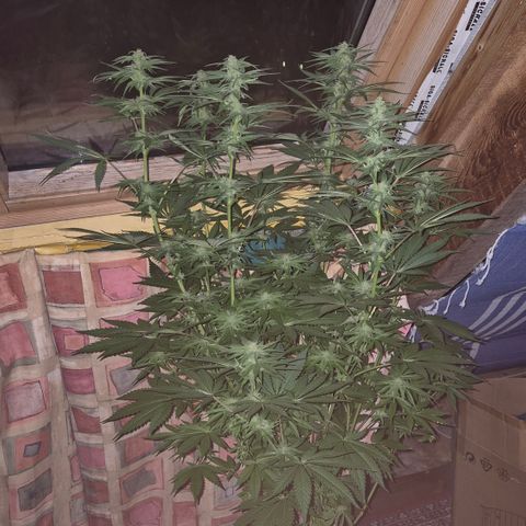 DieAnnas  #2 amnesia lemon/ungedämmter Dachboden growlog photo: Mondlicht inclusive, keine Lampe, wenig Sonne....