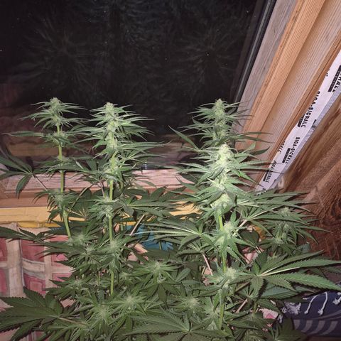 DieAnnas  #2 amnesia lemon/ungedämmter Dachboden growlog photo: Mondlicht inclusive, keine Lampe, wenig Sonne....