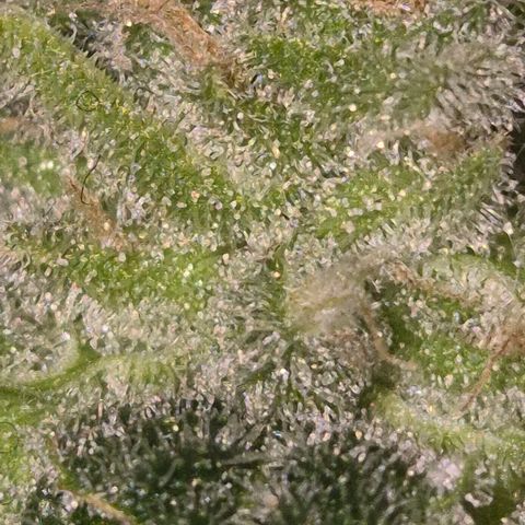 Kushi 😶‍🌫️(rest n. Teilernte/ critical kush, 9.1.24 🎁, Kümmerling) growlog photo: So, stehen lassen schrint mir Erfolgreich zu sein, die restlichen Blüten Reifen noch. Man könnte gut ernten, aber ein wenig gebe ich ihnen noch, ich will mehr bernstein 😇🛋🙃