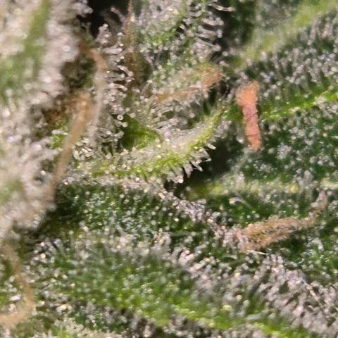 Kushi 😶‍🌫️(rest n. Teilernte/ critical kush, 9.1.24 🎁, Kümmerling) growlog photo: So, stehen lassen schrint mir Erfolgreich zu sein, die restlichen Blüten Reifen noch. Man könnte gut ernten, aber ein wenig gebe ich ihnen noch, ich will mehr bernstein 😇🛋🙃