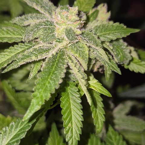 Kushi 😶‍🌫️(rest n. Teilernte/ critical kush, 9.1.24 🎁, Kümmerling) growlog photo: So, stehen lassen schrint mir Erfolgreich zu sein, die restlichen Blüten Reifen noch. Man könnte gut ernten, aber ein wenig gebe ich ihnen noch, ich will mehr bernstein 😇🛋🙃