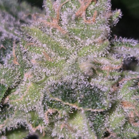 Kushi 😶‍🌫️(rest n. Teilernte/ critical kush, 9.1.24 🎁, Kümmerling) growlog photo: So, stehen lassen schrint mir Erfolgreich zu sein, die restlichen Blüten Reifen noch. Man könnte gut ernten, aber ein wenig gebe ich ihnen noch, ich will mehr bernstein 😇🛋🙃