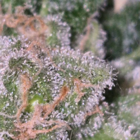 Kushi 😶‍🌫️(rest n. Teilernte/ critical kush, 9.1.24 🎁, Kümmerling) growlog photo: So, stehen lassen schrint mir Erfolgreich zu sein, die restlichen Blüten Reifen noch. Man könnte gut ernten, aber ein wenig gebe ich ihnen noch, ich will mehr bernstein 😇🛋🙃