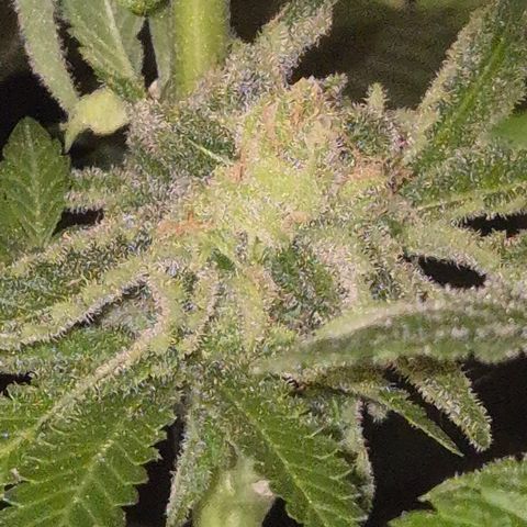 Kushi 😶‍🌫️(rest n. Teilernte/ critical kush, 9.1.24 🎁, Kümmerling) growlog photo: So, stehen lassen schrint mir Erfolgreich zu sein, die restlichen Blüten Reifen noch. Man könnte gut ernten, aber ein wenig gebe ich ihnen noch, ich will mehr bernstein 😇🛋🙃